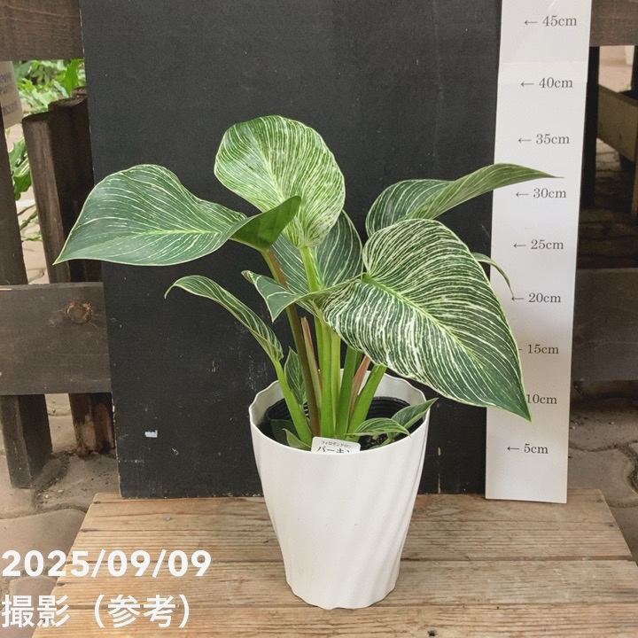 フィロデンドロン バーキン 5号｜観葉04-PA