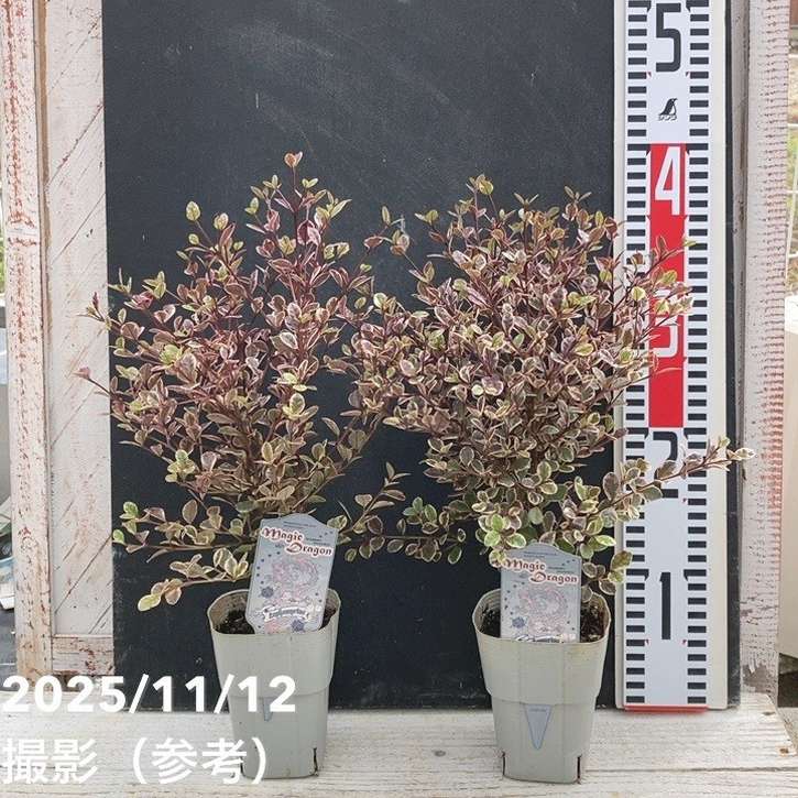 ロフォミルタス マジックドラゴン 3号深ポリ 2鉢セット PVP｜花木04-PA