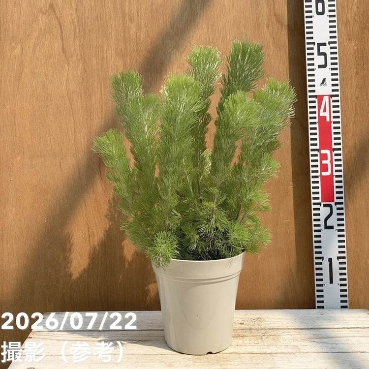 アデナンサス ウーリーブッシュ 5号｜花木04-PA | 花木・庭木