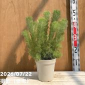 フェイジョア パイナップルジェム 5号｜果樹04-PA | 果樹 | 赤塚植物園