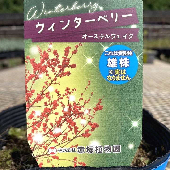 ウィンターベリー オーステルウェイク 雄株 5号｜花木01-D1