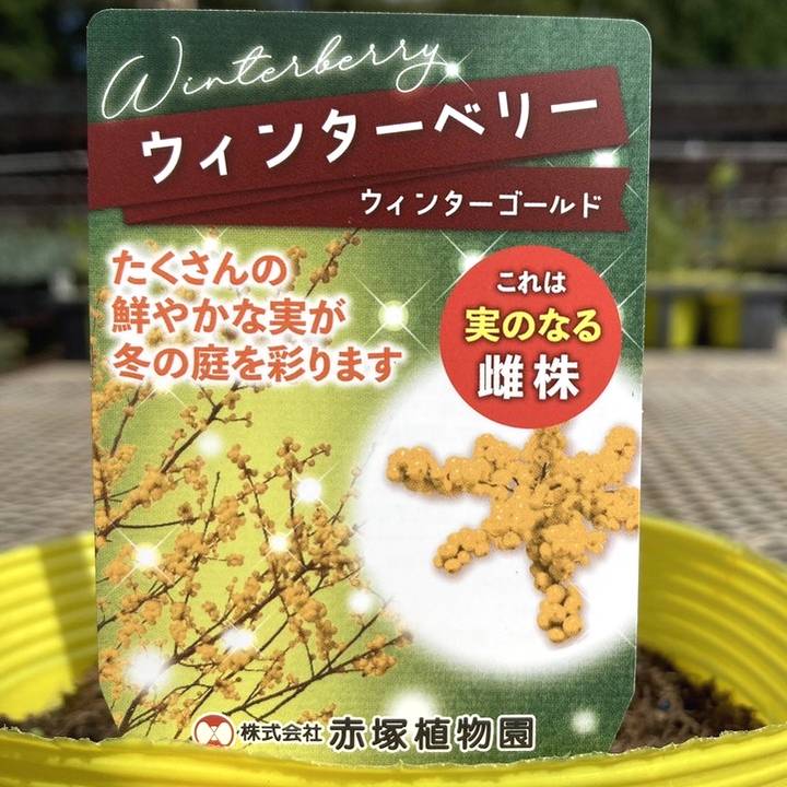 ウィンターベリー ウィンターゴールド 雌株 5号｜花木01-D1
