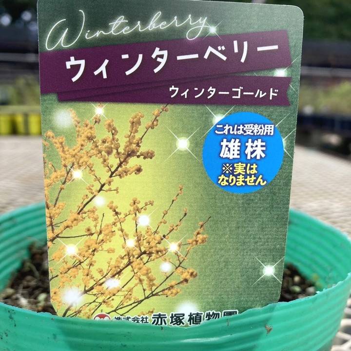 ウィンターベリー ウィンターゴールド 雄株 5号｜花木01-D1