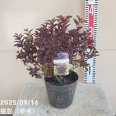 スイレン花 熱帯スイレン 7号 ムラサキシキブ｜草花01-D1 | 赤塚植物園自社