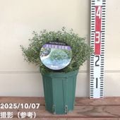 ポトス テルノシリーズ グレース 5号吊り鉢｜観葉04-PA | 観葉