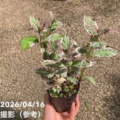 魅惑の翡翠 ヒスイカズラ 3号ポット｜草花04-PA | 草花,[珍しい草花
