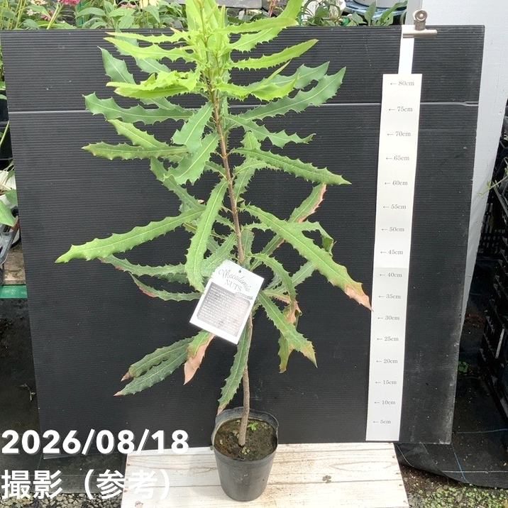 果樹,ナッツ類の購入なら赤塚植物園オンライン 花の音｜花苗