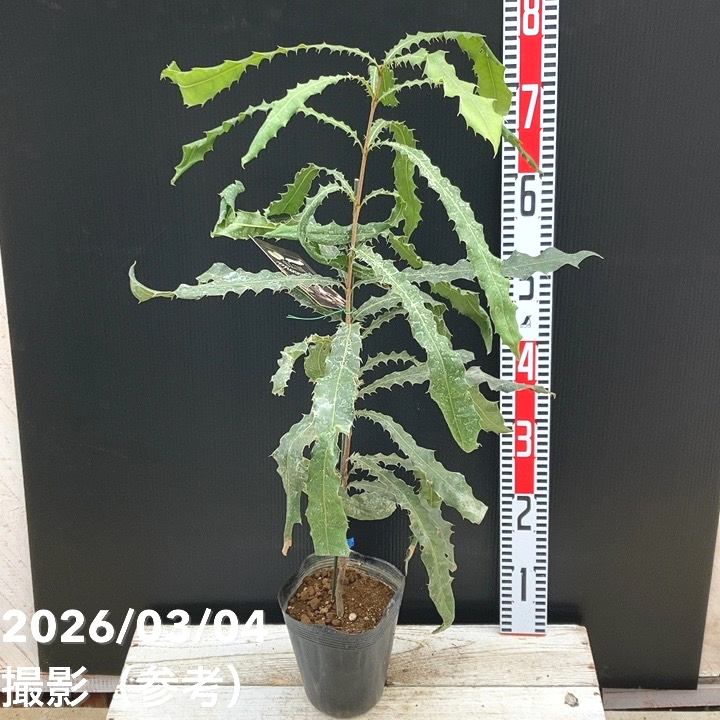 果樹,[珍しい果樹]の購入なら赤塚植物園オンライン 花の音｜花苗