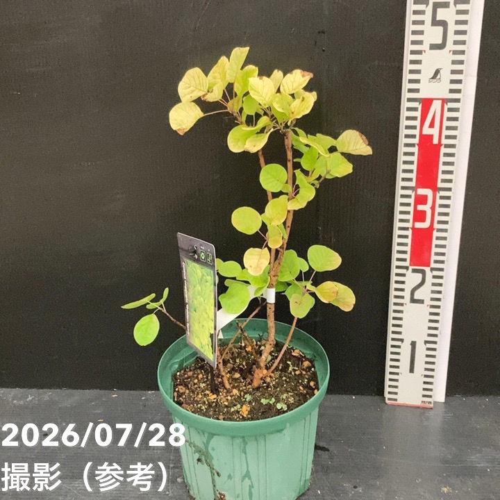 花木・庭木,スモークツリーの購入なら赤塚植物園オンライン 花の音