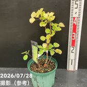 斑入りパキラ ミルキーウェイ 5号｜観葉04-PA | 観葉・多肉,パキラ