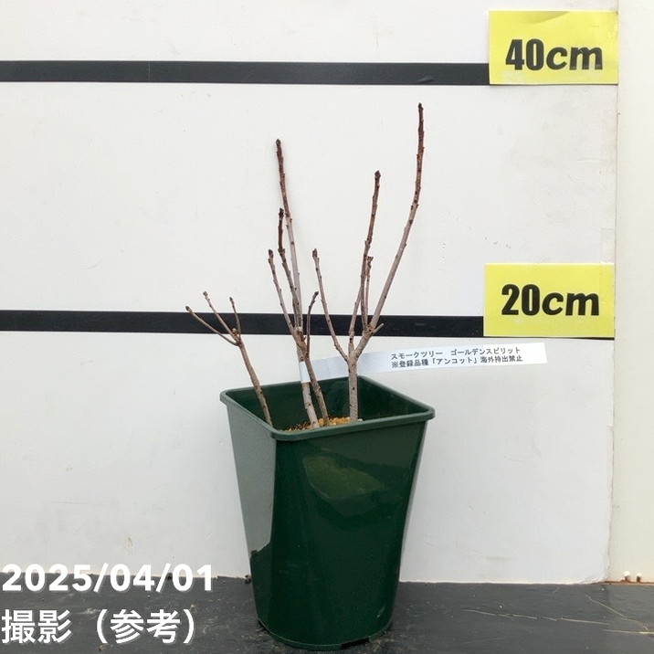 スモークツリー ゴールデンスピリット 5号角プラ鉢 PVP｜花木10-TU