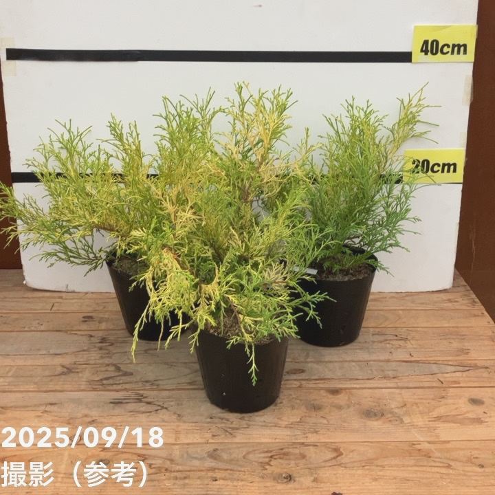 常緑コニファー フィリフェラオーレア 5号×3株セット ※お届けに10日程度かかる場合がございます。｜花木10-TN