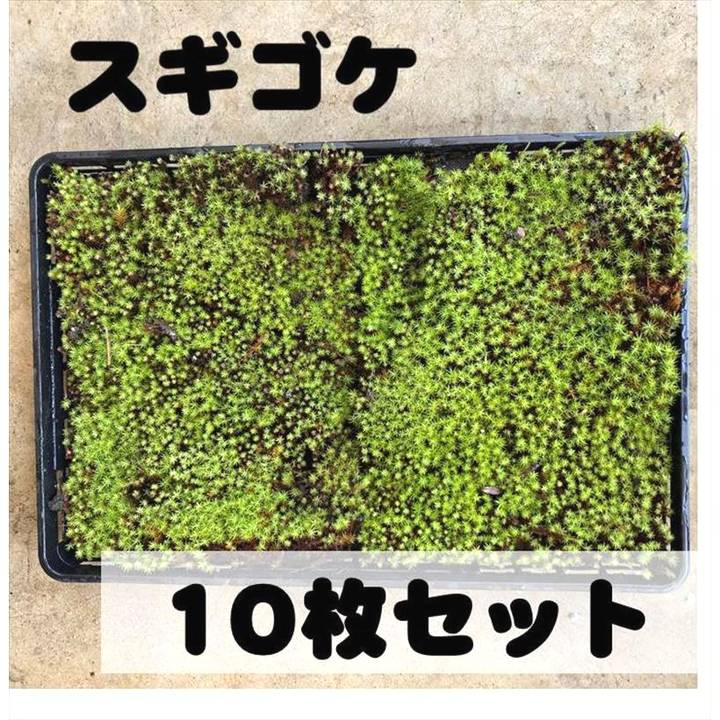 苔トレー スギゴケ 杉苔 10枚｜山野10-AK
