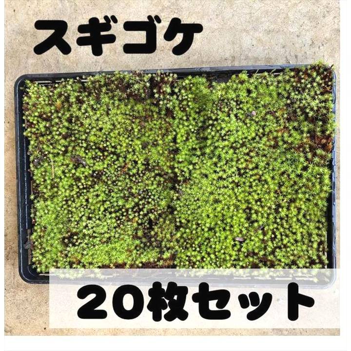 苔トレー スギゴケ 杉苔 20枚｜山野10-AK