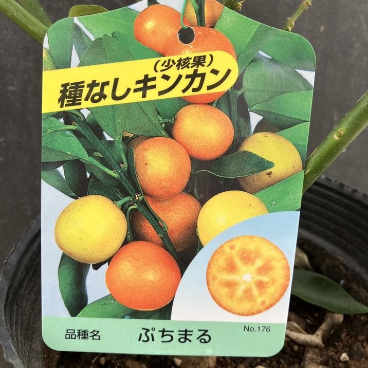 キンカン ぷちまる