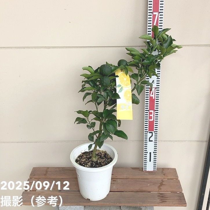 □キーワードから探すの購入なら赤塚植物園オンライン 花の音