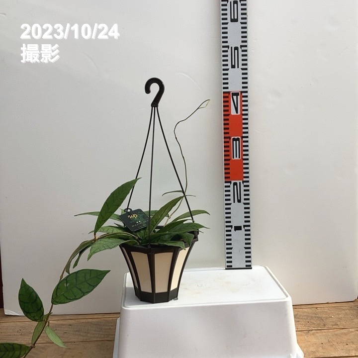 【数量限定】ホヤ カリストフィラ 5号吊り鉢｜観葉10-TU