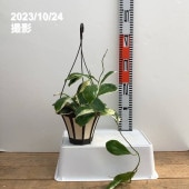 【数量限定】ホヤ インクラサッタ 5号吊り鉢｜観葉10-TU