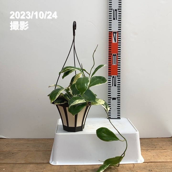 【数量限定】ホヤ インクラサッタ 5号吊り鉢|観葉10-TU