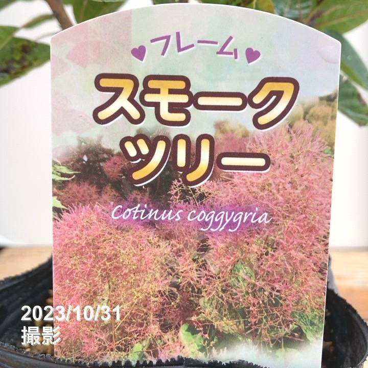 スモークツリー フレーム 4.5号｜花木10-TU