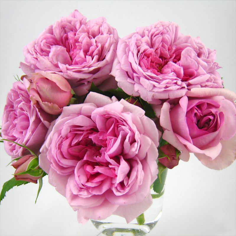 ローズトルソー 充実の長尺バラ ローズ・ポンパドゥール 7号 Delbard デルバール PVP