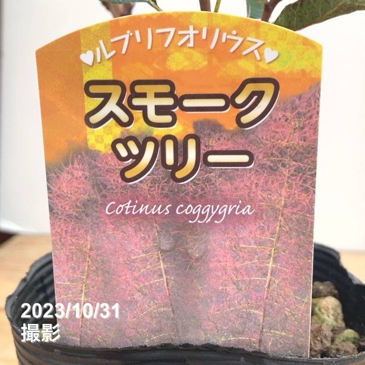 スモークツリー ルブリフォリウス 4.5号|花木10-TU