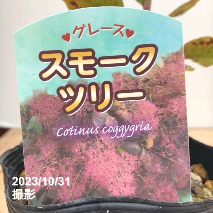 スモークツリー グレース 4.5号｜花木10-TU