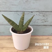 期間限定10％OFF！】サンスベリア 3.5号 ハイブリッド 'ホーリ' 白陶器