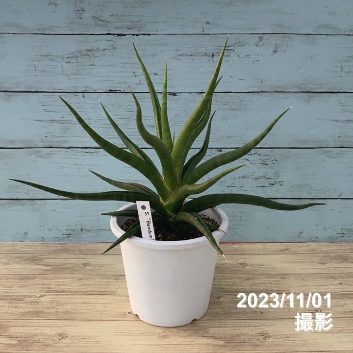 【数量限定】サンスベリア 5号 バオダム Baodum 白プラ鉢｜観葉02-D2
