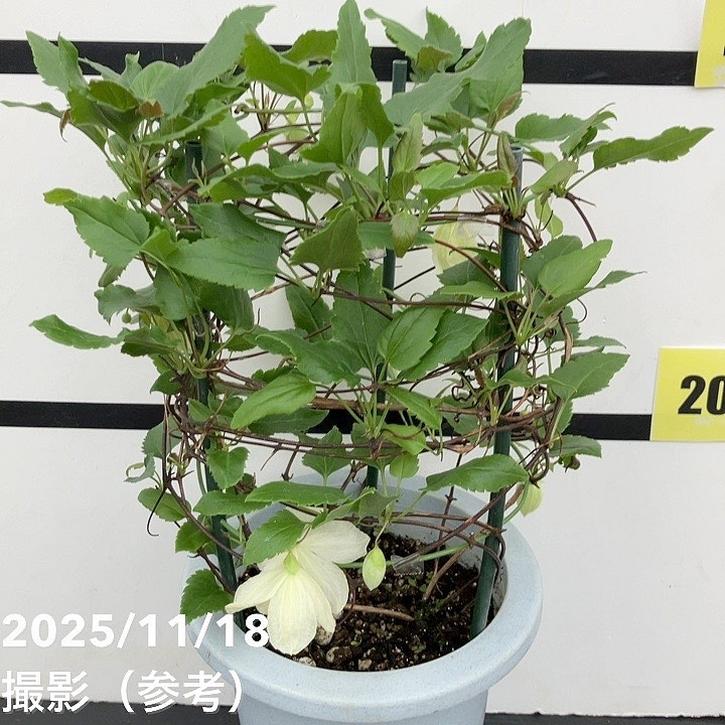 クレマチス（冬咲き）シルホサ ジングルベル 6号｜草花10-TU