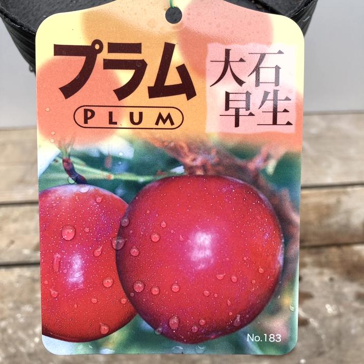 プラム 大石早生 4号ロングポット｜果樹04-PA
