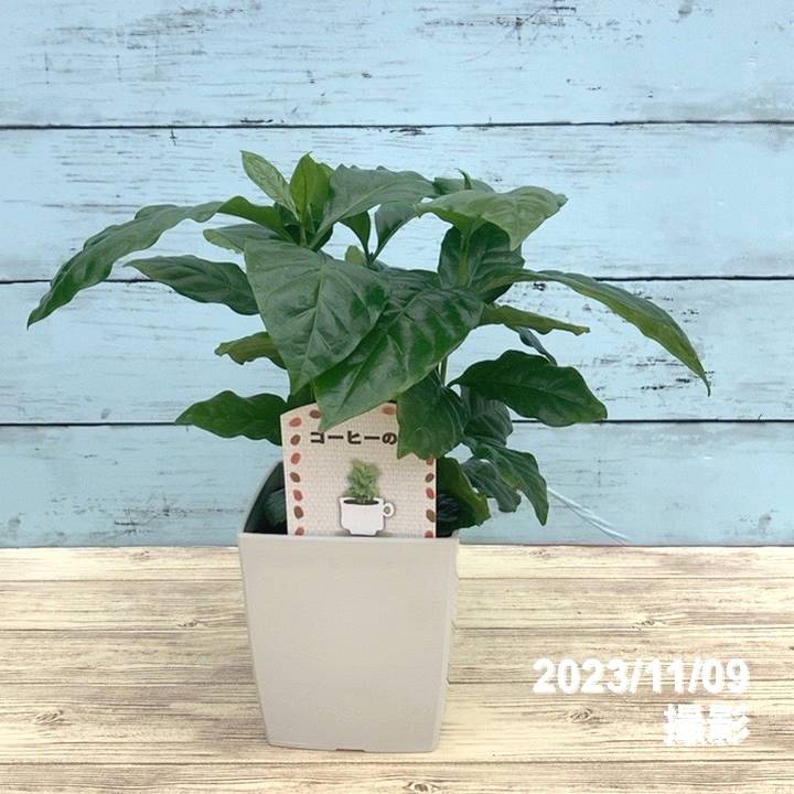コーヒーの木 4号(3本植え)白プラ鉢|観葉02-D2