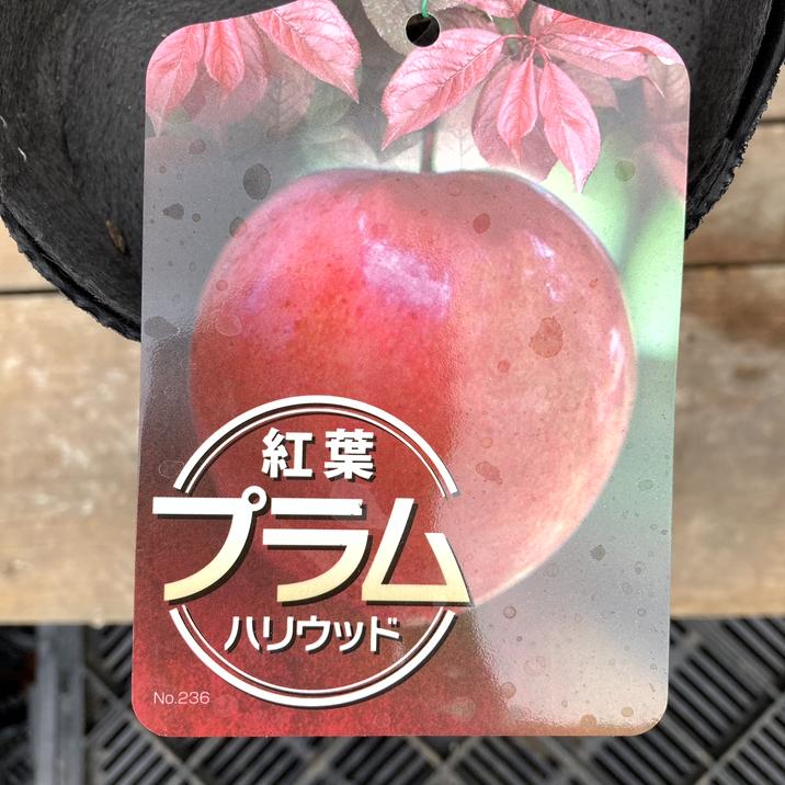 紅葉プラム ハリウッド 4号ロングポット｜果樹04-PA