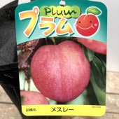 こるふぁーむ フィンガーライム 5号 ジュディーズ エバーベアリング