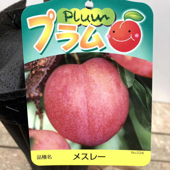 プラム メスレー 4号ロングポット 1年生｜果樹04-PA