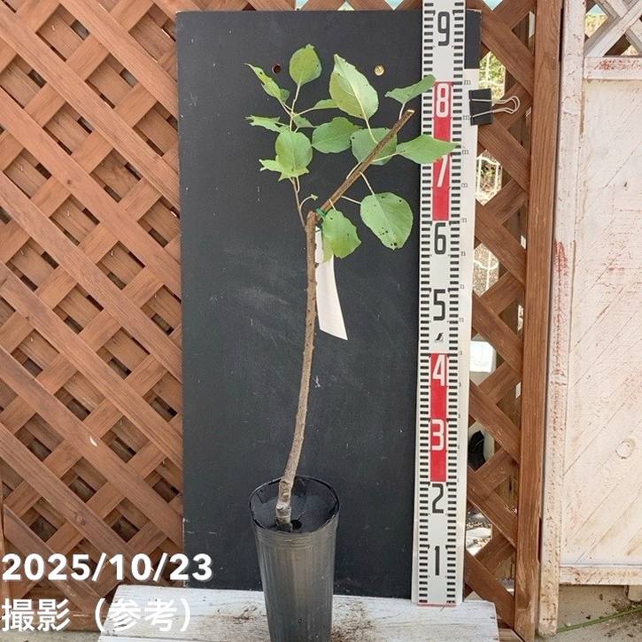 西洋大実アンズ おひさまコット 4号ロングポット PVP｜果樹04-PA