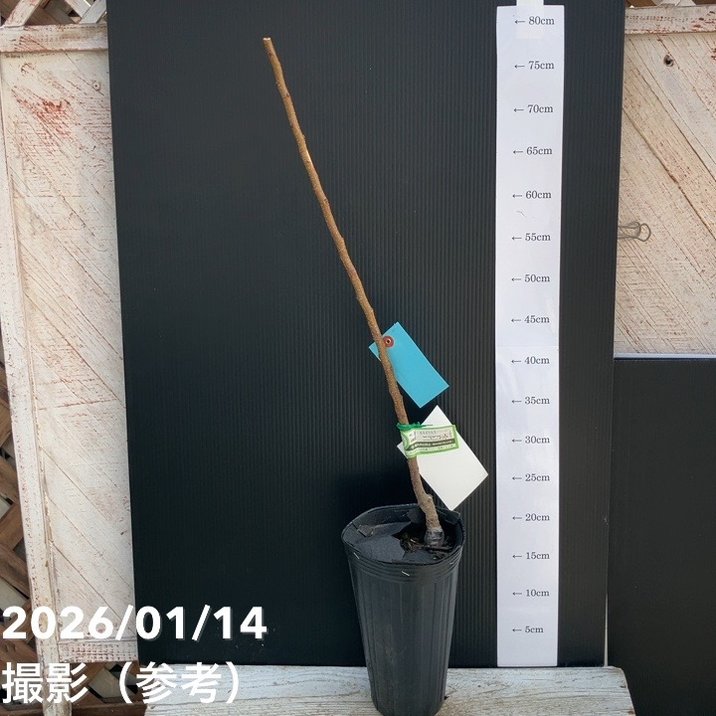 西洋大実アンズ ニコニコット 4号ロングポット PVP｜果樹04-PA