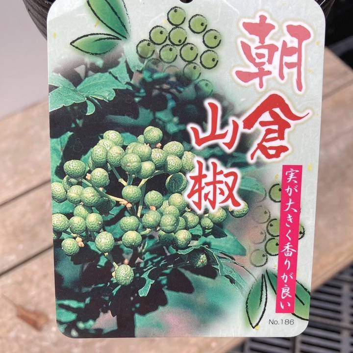 朝倉山椒 4号ロング｜果樹04-PA