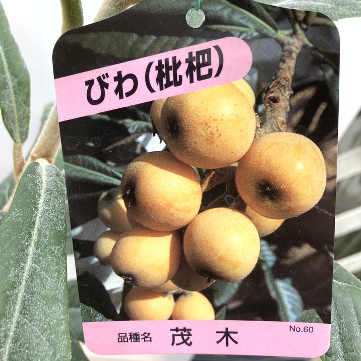 ビワ果樹 。茂木枇杷。鉢ごと無料で発送致します。 ビワ果樹 。茂木枇杷。鉢ごと無料で発送致します。 温室ハウス