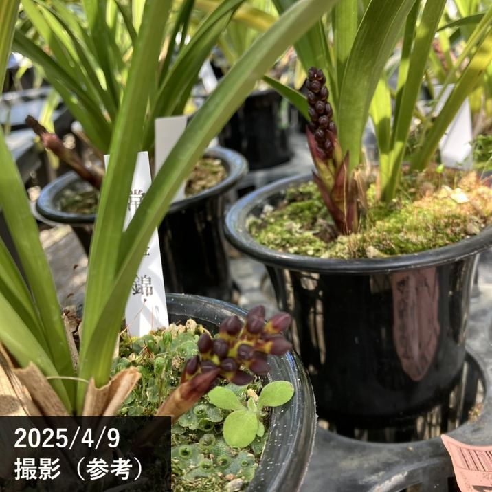 ＜花芽付き＞キンリョウヘン 4号（品種お任せ）｜ミツバチ蘭｜洋蘭10-TU