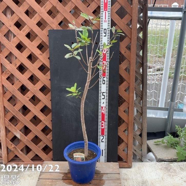 【数量限定】スモークツリー フレーム 7号｜s200｜花木04-PA