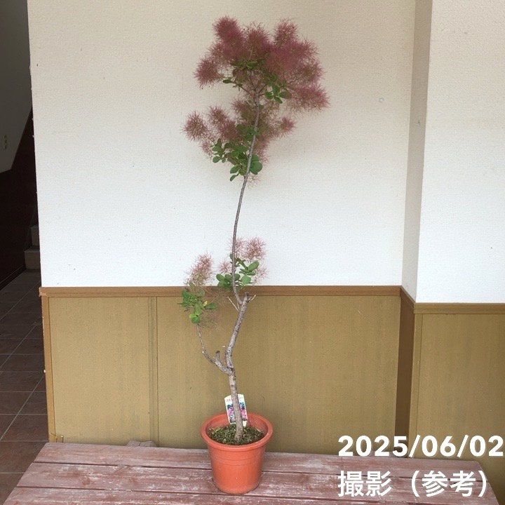 【数量限定】スモークツリー ルビーハート 7号｜s200｜花木04-PA