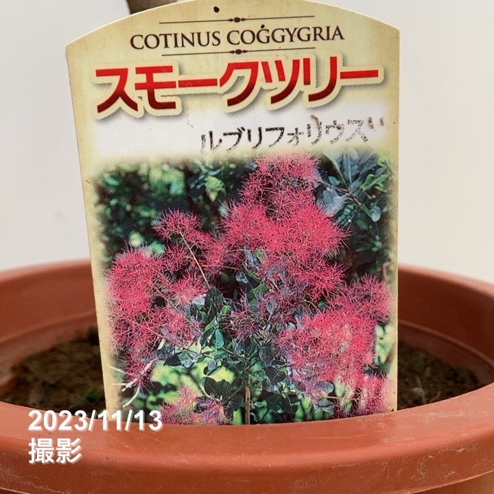 【数量限定】スモークツリー ルブリフォリウス 7号｜s200｜花木10-TU
