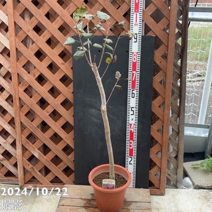 【数量限定】スモークツリー グレース 7号｜s200｜花木04-PA