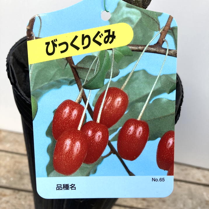 大実西洋グミ 果樹 特大株 グミ ビックリグミ 4号ロングポット｜果樹