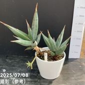 期間限定10％OFF！】【現品お届け】サンスベリア 5号 コパトーン 白