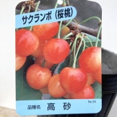 クリスマスローズ 原種 フェチダス 4号ポット｜山野04-PA | 草花