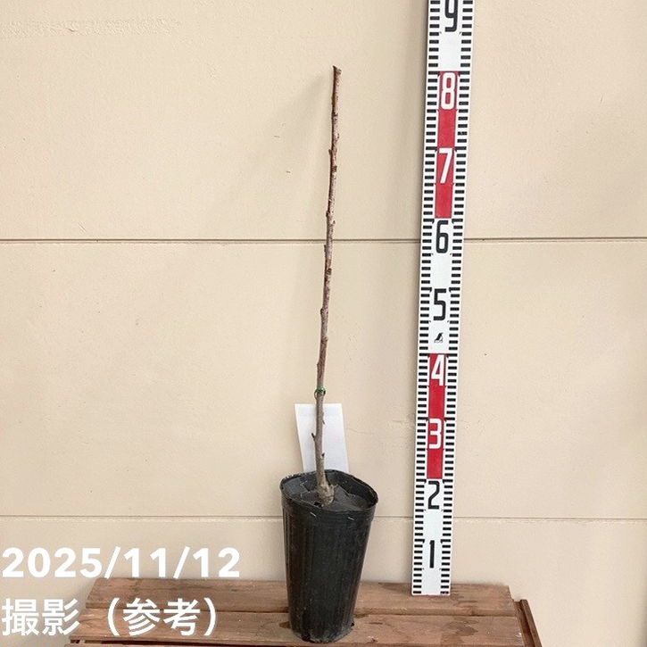 サクランボ さおり 4号ロングポット｜果樹04-PA