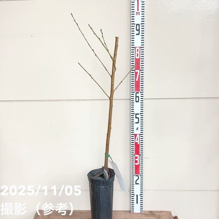 桃 なつおとめ 5号ロングポット PVP｜果樹04-PA | 果樹,モモ | 赤塚