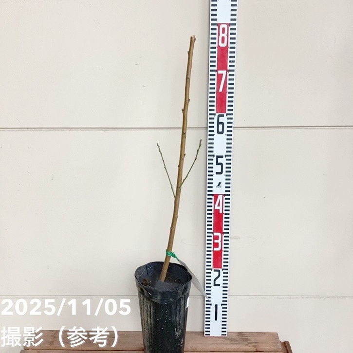 桃 清水白桃 4号ロングポット|果樹04-PA